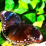 生物園２０２５～ⅹ