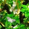 生物園２０２５～ⅻ