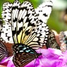 生物園２０２５～xiii