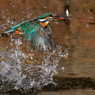 カワセミの魚捕り②