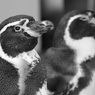 Two penguins   P1059509zz