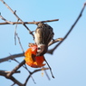 野鳥観察日記　鈴柿