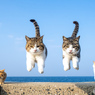 流星キャッツ参上