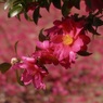 冬の華