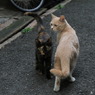 通りすがり猫13