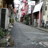 通りすがり猫15