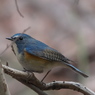 野鳥観察日記　ルリビタキ