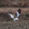 野鳥観察日記　ケリ