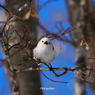 野鳥_Jan2025