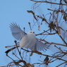 野鳥_Dec2024