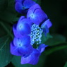 紫陽花