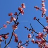 梅の開花