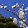 公園の小さい梅の木