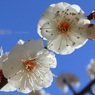 開花した白梅