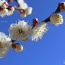 たくさん花が付いた枝