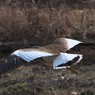 野鳥観察日記　ケリ