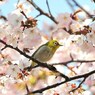 Cherry blossom promenade in March
