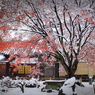 冬紅葉