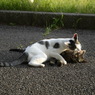 公園猫11