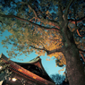2013初詣2