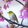 花影にて１