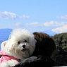 江ノ島観光　愛犬と富士山