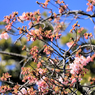 江ノ島観光　早咲きの桜