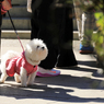 江ノ島観光　見上げる愛犬