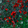 in the red