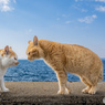 俺の話を聞け