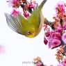 花鳥１