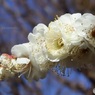 密集する梅の花