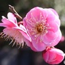梅の花