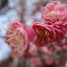 桃色の梅花
