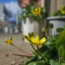 写真句：道端の姫立金花