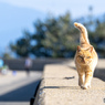 茶トラくんの道