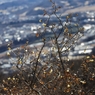 宝登山　１