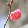 豊岡梅園