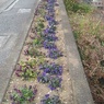 矢板駅の花壇（2月7日）