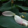 蓮　- 落花 -