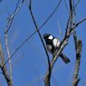 シジュウカラ　１　　　DSC_7400