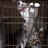 (=^-^=)