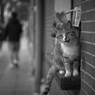 微笑みがえし