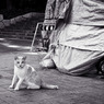 Le chat de Shinjuku