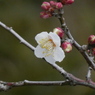 咲いた　咲いた　梅が咲いた＾＾