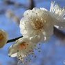 白梅の花