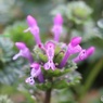 花が多いほうが好き