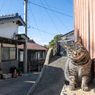 かわいいおじさん