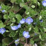 花が多い場所見つけた