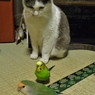 ☘️ 仲良し (=^・^=) ❤️